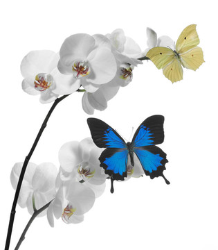 蝴蝶蘭花