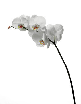 白色的白色蘭花。