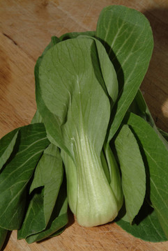 小白菜的蔬菜