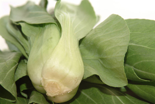 小白菜的蔬菜
