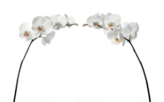 白色白色蘭花。