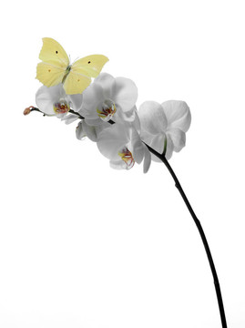 蘭花上的蝴蝶