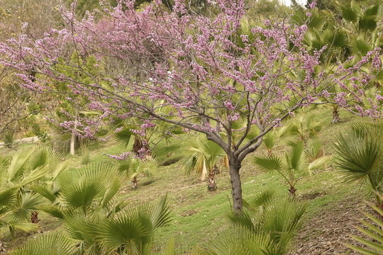 櫻花樹