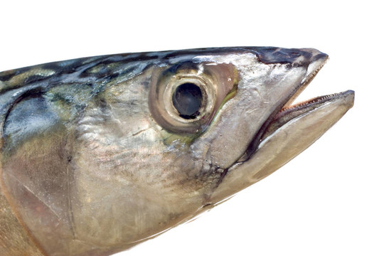 鯖魚頭