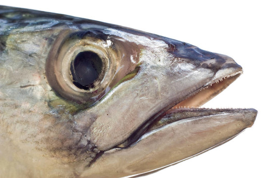 鯖魚頭