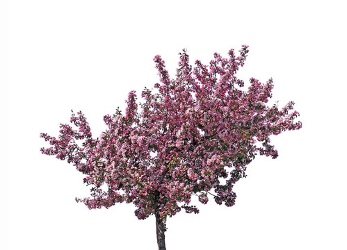 盛開的梅花樹；分離
