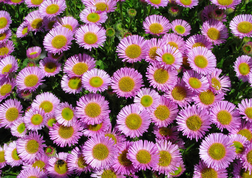生長(zhǎng)在康沃爾豐富多彩的粉紅色的高山紫菀花；英國(guó)。