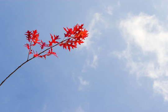 藍天下的紅橡樹