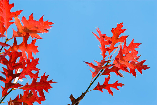 藍(lán)天下的紅橡樹