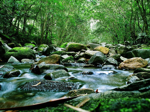 綠色森林與River