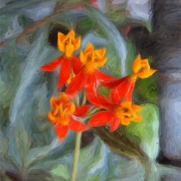 血之花