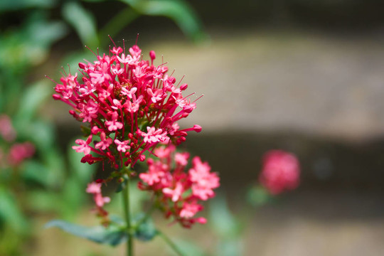 帶有焦點(diǎn)背景的紅色花