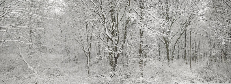 新鮮的雪全景