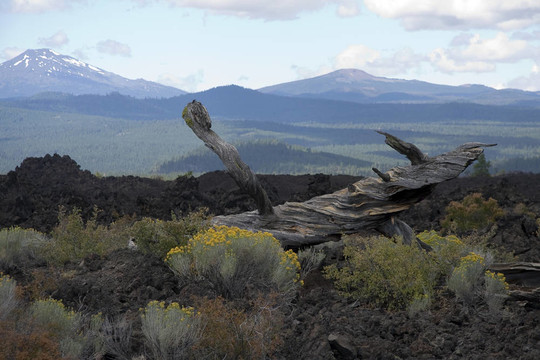 火山巖中的死樹。
