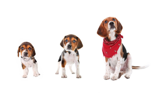 比格犬幼犬的生長階段