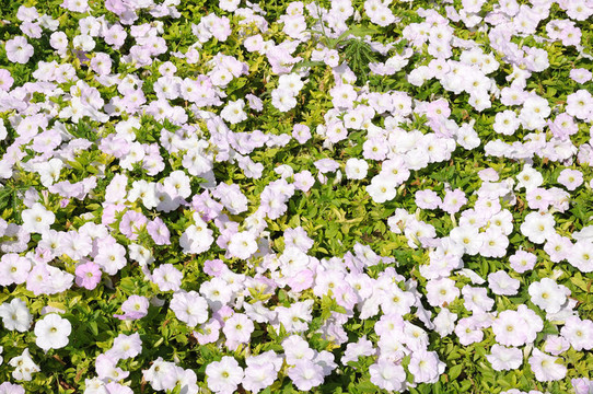 充滿活力的鮮花在迪拜市