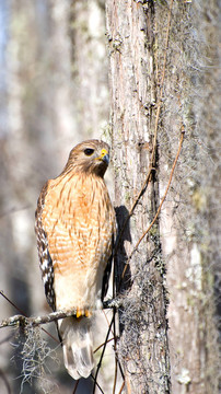 紅肩鷹（Buteo lineatus）