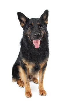 德國(guó)牧羊犬