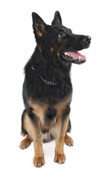 德國牧羊犬