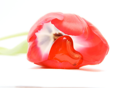 紅色郁金香隔離在WHI