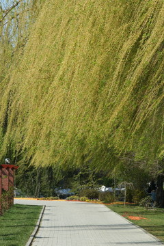 在herastrau PARC的春天