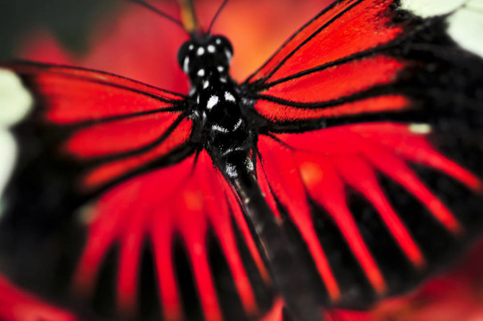 紅蝴蝶Heliconius多拉