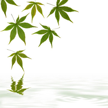 楓葉的思考