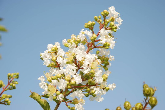 開花枝