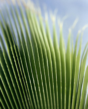 植物