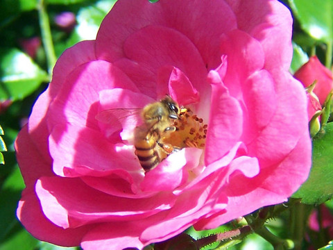 Pink Rose與蜜蜂