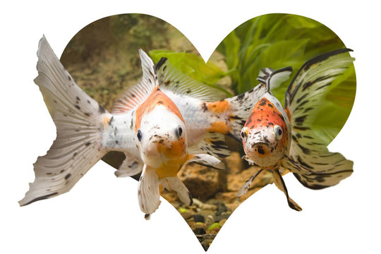 心的金魚(yú)