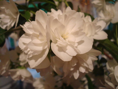 茉莉
