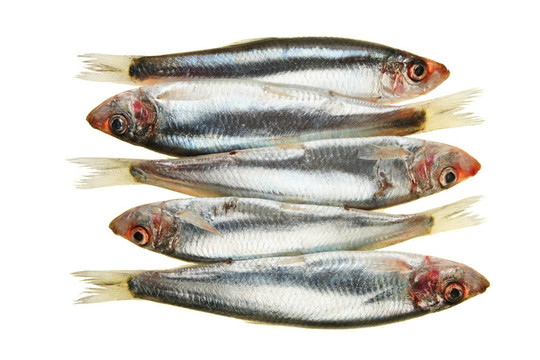 鯡魚群