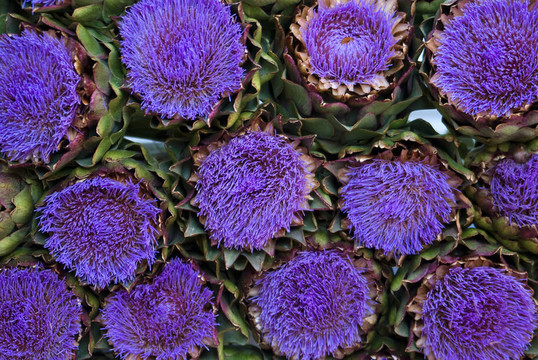 artichocke花