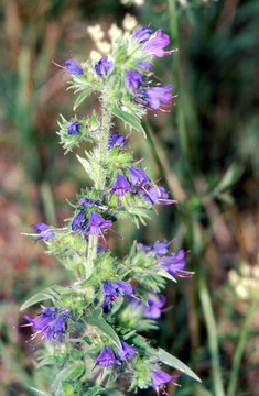 Viper Bugloss；藍(lán)薊h-1496