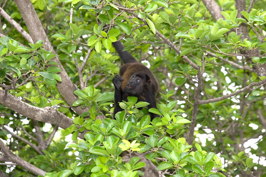 Howler Monkey看了