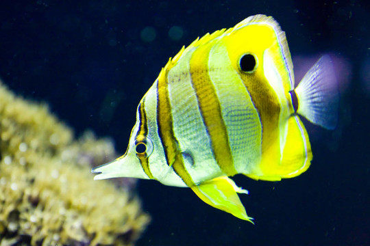 黃色和金色條紋的魚