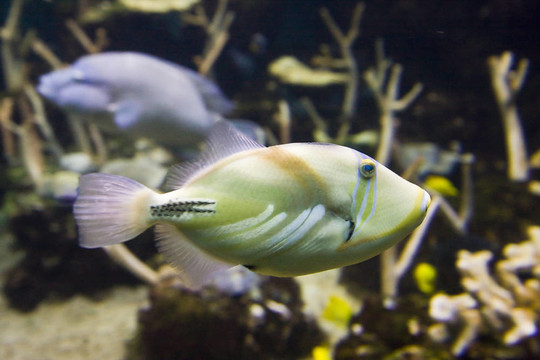 黃白相間的熱帶魚