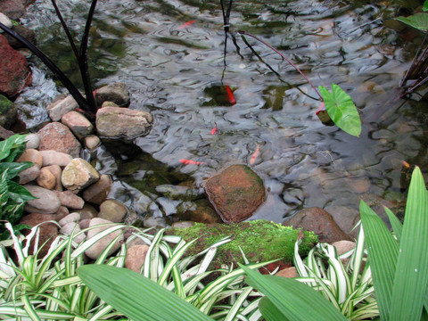 金魚池