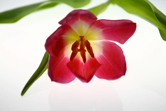 開放花蕾