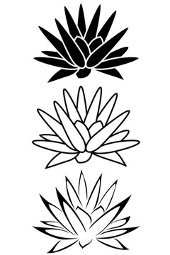 蓮花