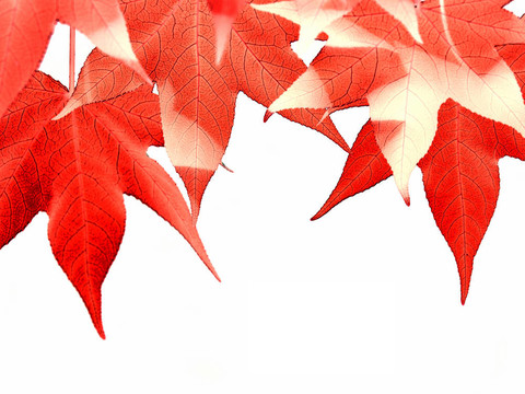 紅色的葉子
