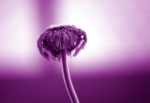 干燥花