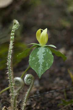 花；黃色延齡草