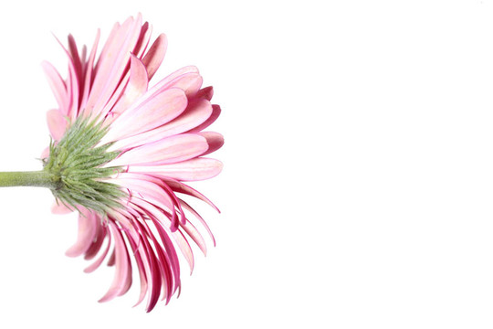 從后面的Pink Gerbera Flower