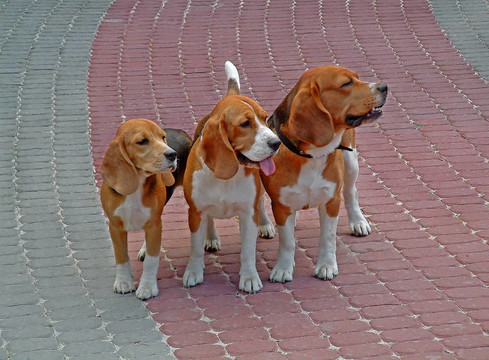 家庭犬