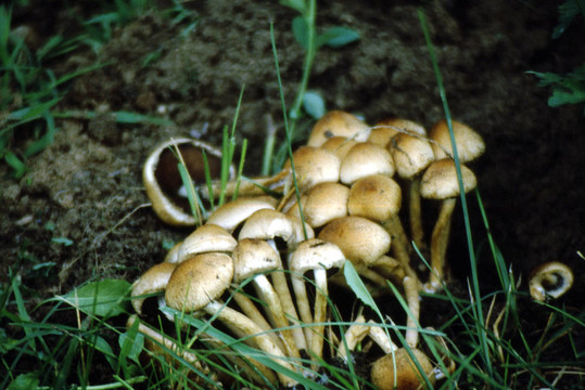 Clustered Psathyrella g-1728真菌；