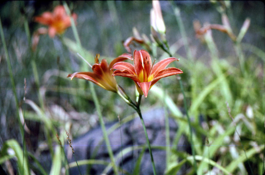 Daylily（Hererocallis fulva）h-1005