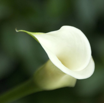 海芋花；