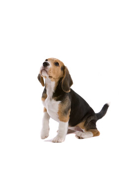 可愛的小獵犬